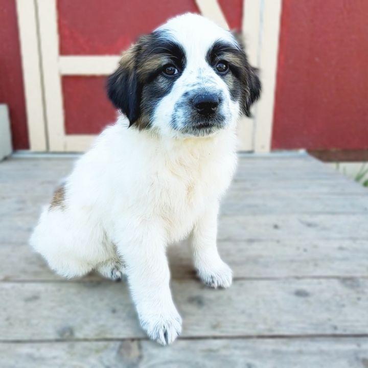 Achilles, a Adopted mixed breed in Bakersfield, CA image 3/5