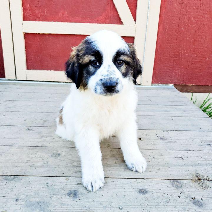 Achilles, a Adopted mixed breed in Bakersfield, CA image 4/5
