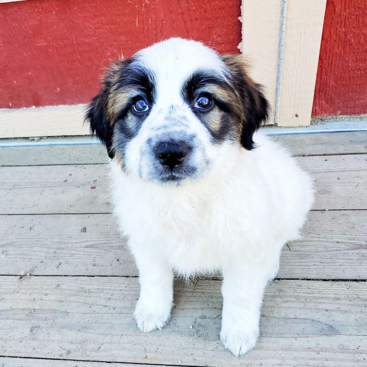 Achilles, a Adopted mixed breed in Bakersfield, CA image 5/5