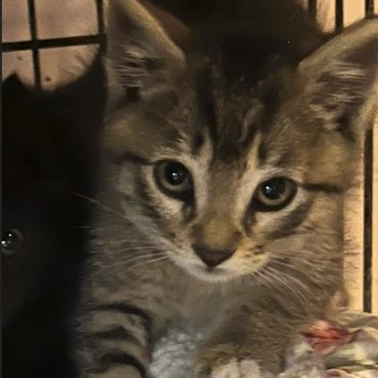 Fennel, Adoptable, Kitten Male Domestic Short Hair.