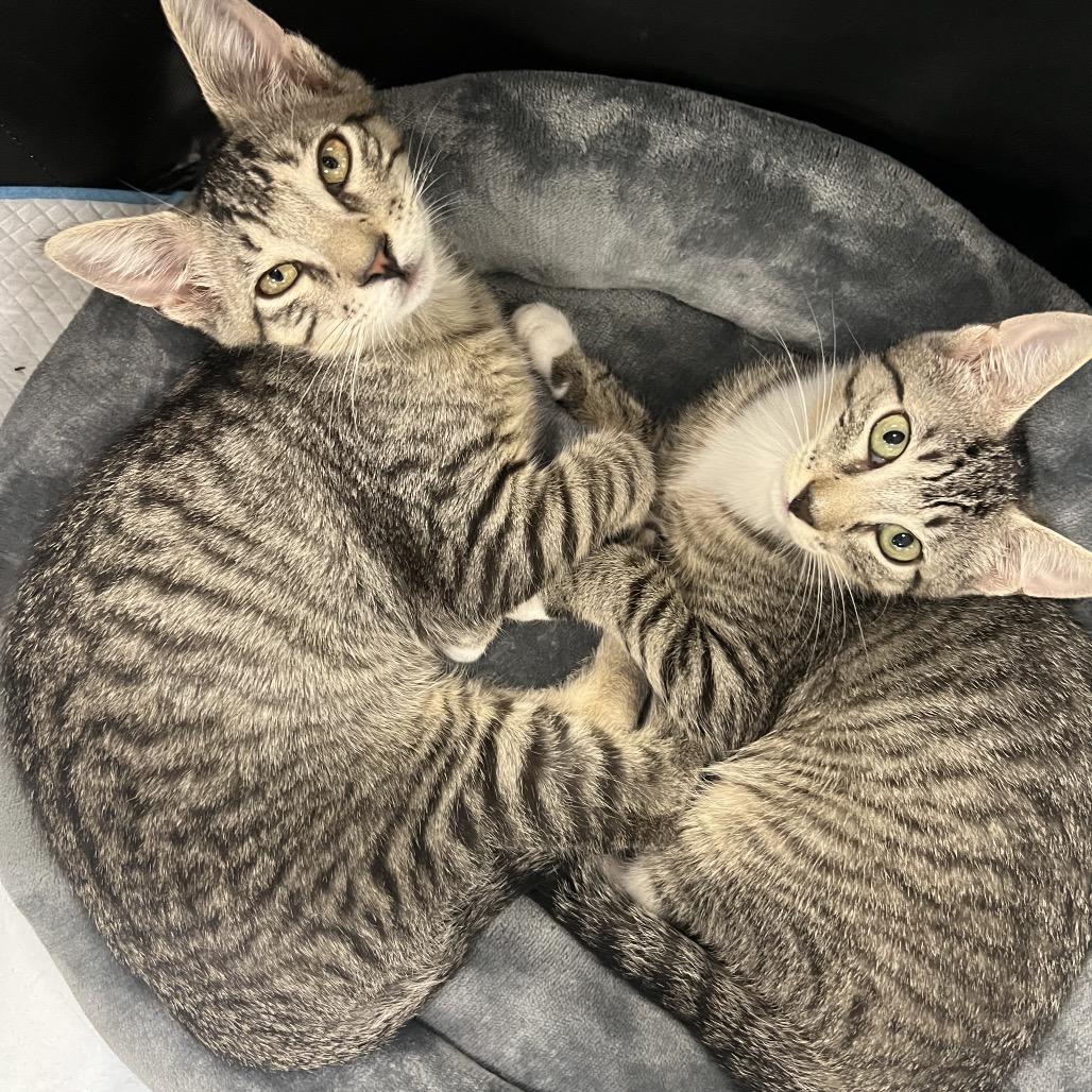 Enlarge Fennel, a Adoptable Domestic Short Hair in Oceanside, NY image 2/2