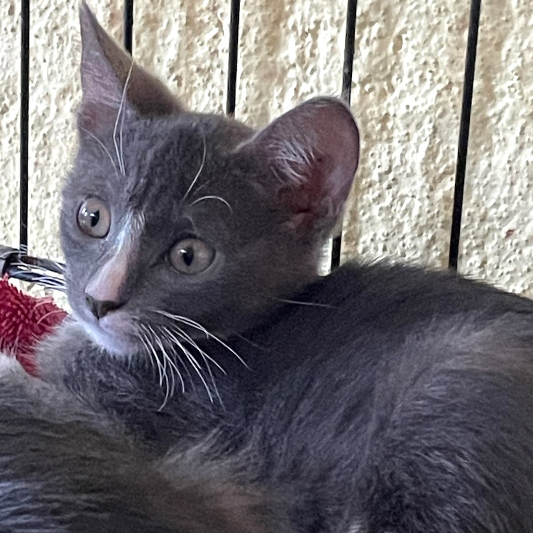 Cat for adoption Nancy, a Domestic Short Hair in West Orange, NJ