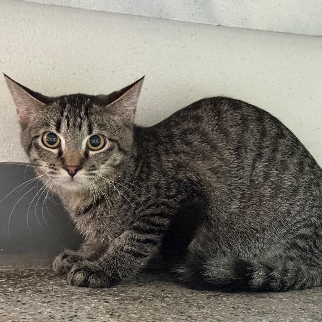 Enlarge Rustie, a Adoptable Domestic Short Hair in Denver, CO image 1/2