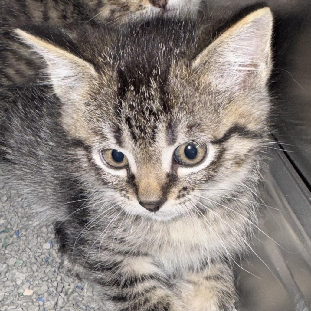 Enlarge Rustie, a Adoptable Domestic Short Hair in Denver, CO image 2/2