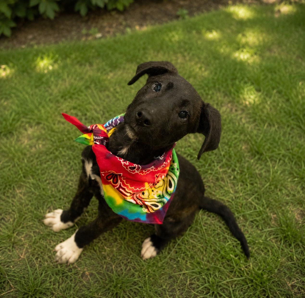Benedict AKA Benny, Adoptable, Young Male Black Mouth Cur & Black Labrador Retriever.