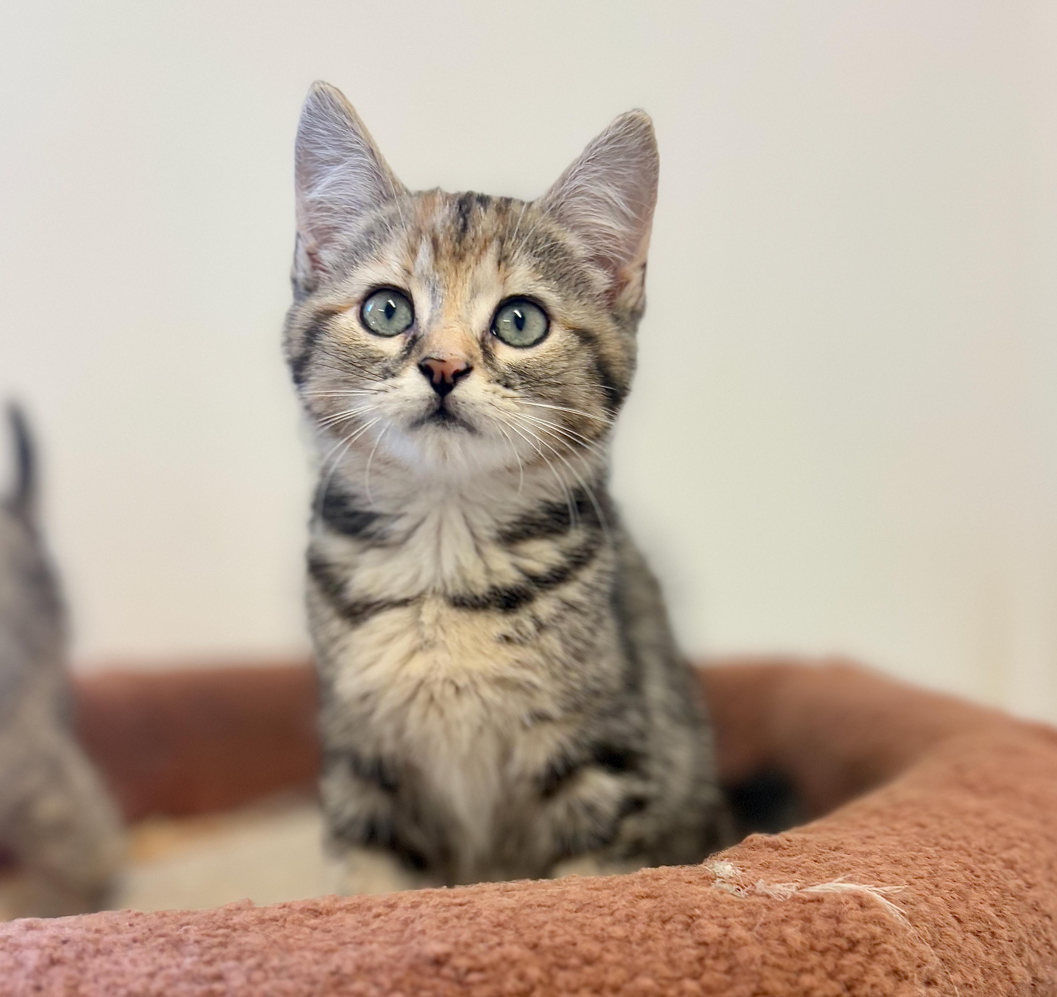 Bridgette, an adoptable Domestic Short Hair in St Stephen, NB, E3L 2X2 | Photo Image 1