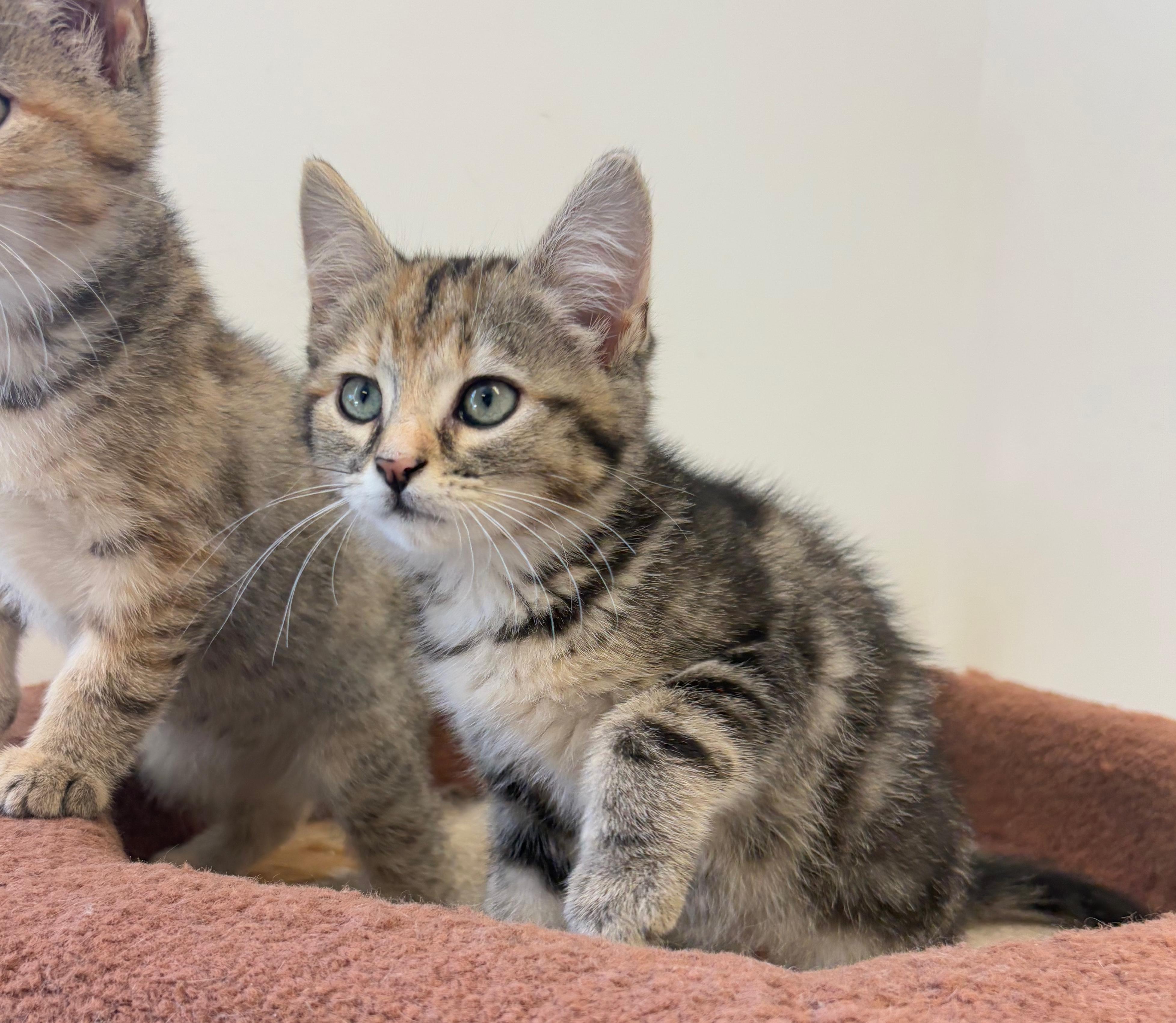 Bridgette, an adoptable Domestic Short Hair in St Stephen, NB, E3L 2X2 | Photo Image 3
