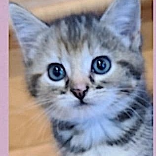 Bridgette, an adoptable Domestic Short Hair in St Stephen, NB, E3L 2X2 | Photo Image 2