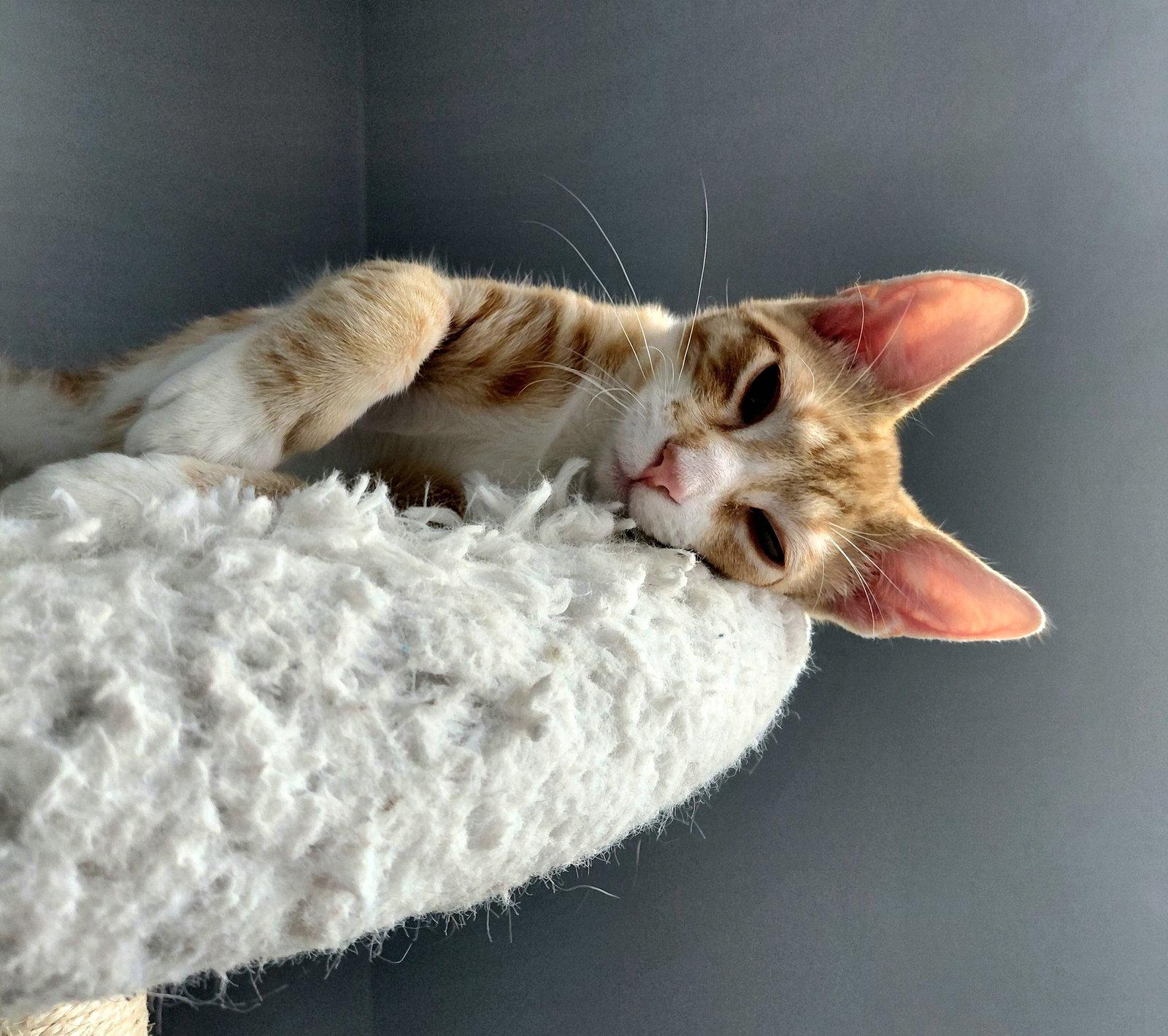 Harper, a Adoptable Domestic Short Hair in Montello, WI image 1/3