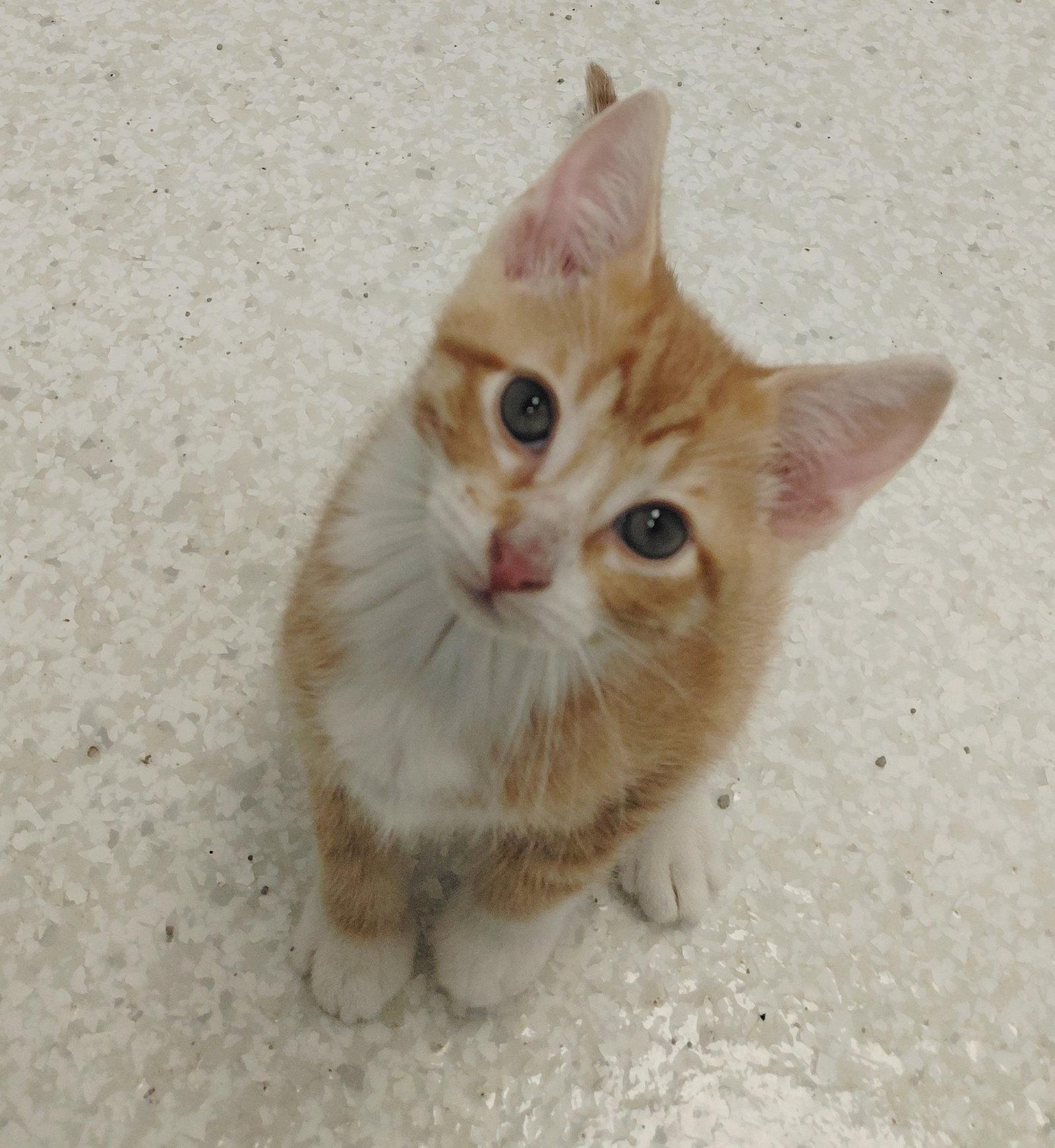 Harper, Adoptable, Kitten Male Domestic Short Hair.