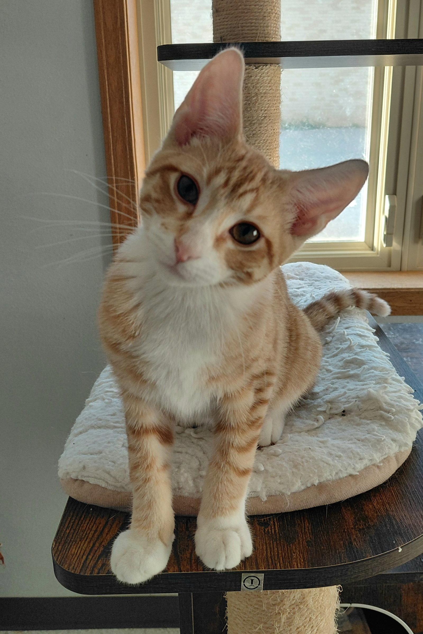 Harper, a Adoptable Domestic Short Hair in Montello, WI image 2/3