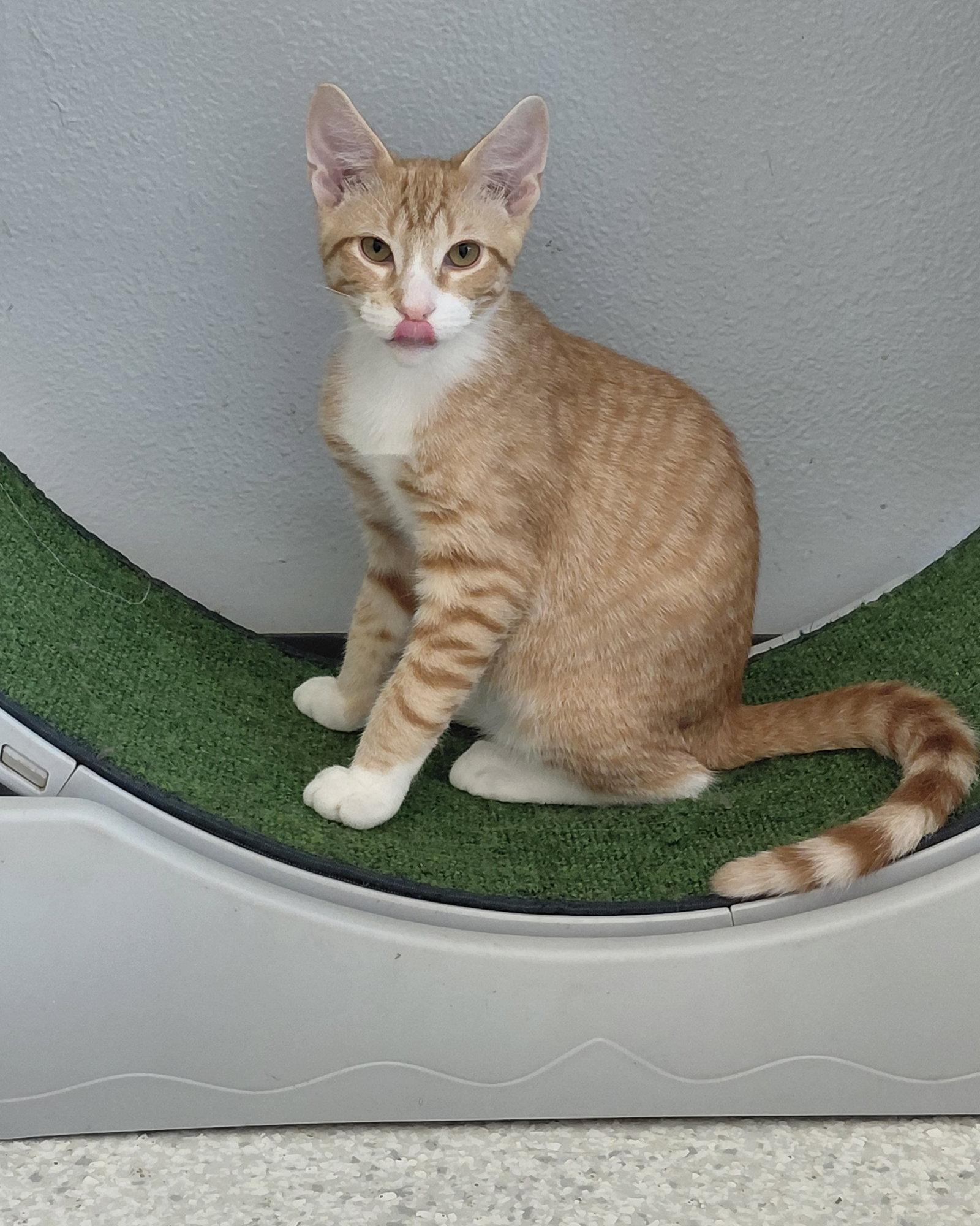 Harper, a Adoptable Domestic Short Hair in Montello, WI image 3/3