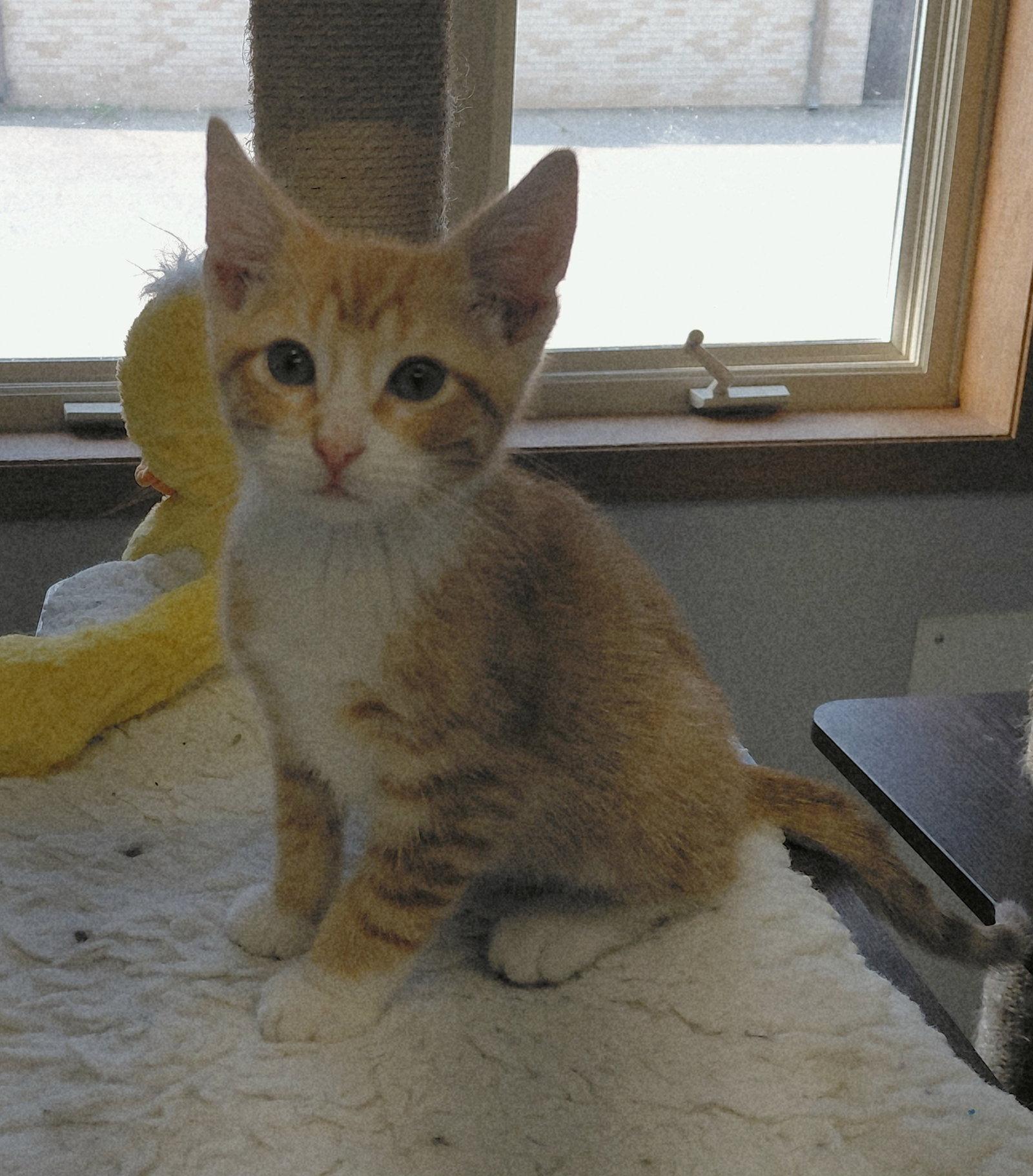 Enlarge Harper, a Adoptable Domestic Short Hair in Montello, WI image 2/3