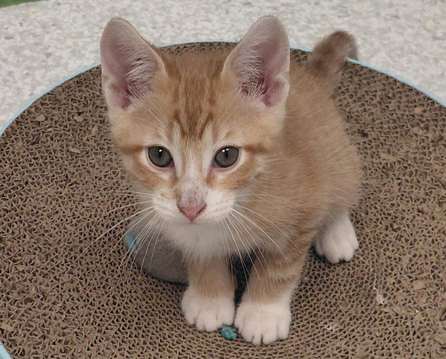 Enlarge Harper, a Adoptable Domestic Short Hair in Montello, WI image 3/3
