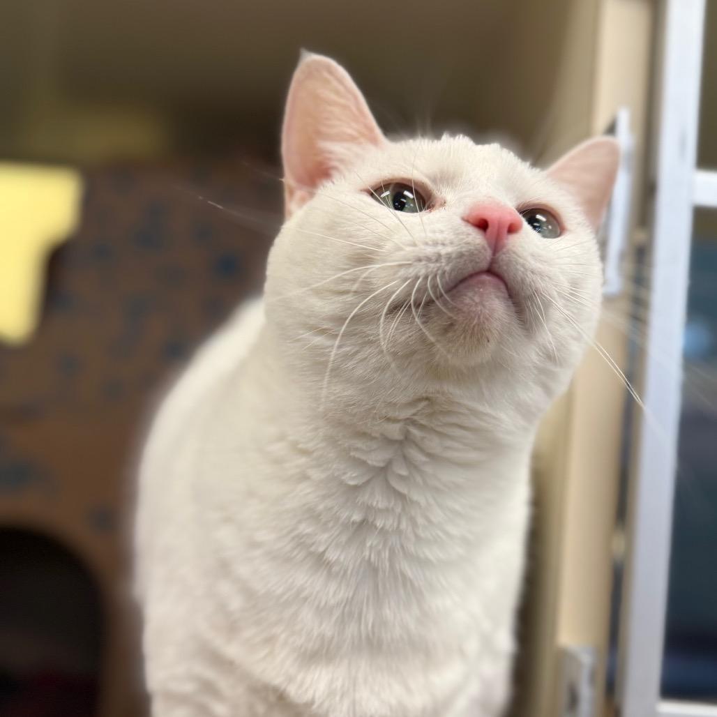 Snowflake, Adoptable, Senior Female Domestic Short Hair.