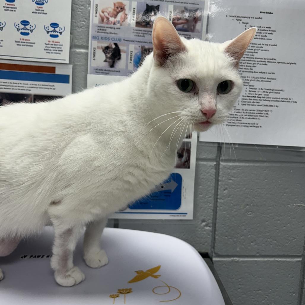 Enlarge Snowflake, a Adoptable Domestic Short Hair in West Olive, MI image 2/6
