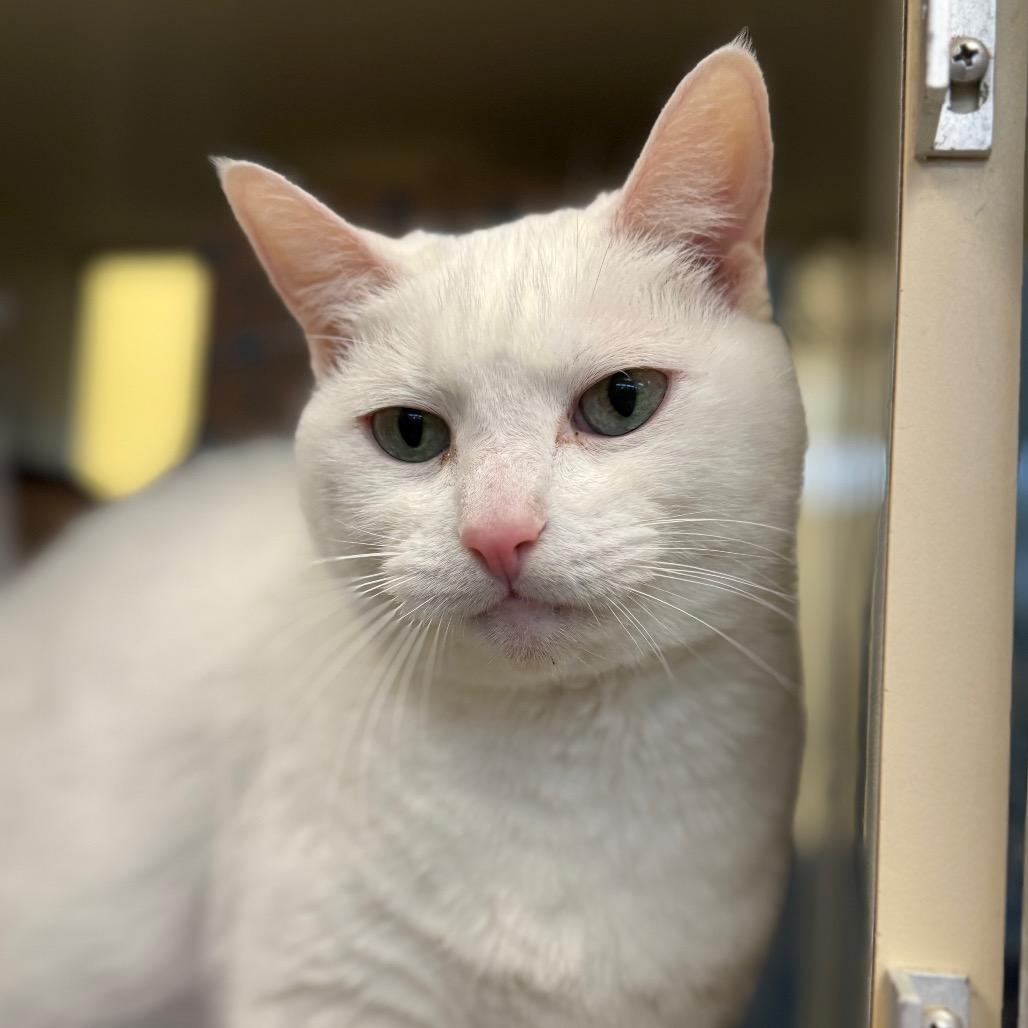 Enlarge Snowflake, a Adoptable Domestic Short Hair in West Olive, MI image 3/6