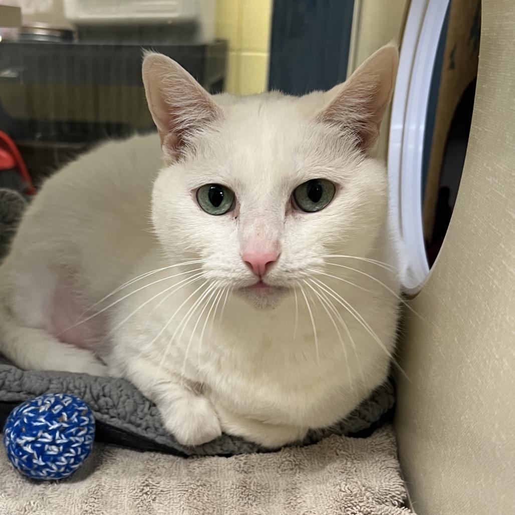 Enlarge Snowflake, a Adoptable Domestic Short Hair in West Olive, MI image 4/6