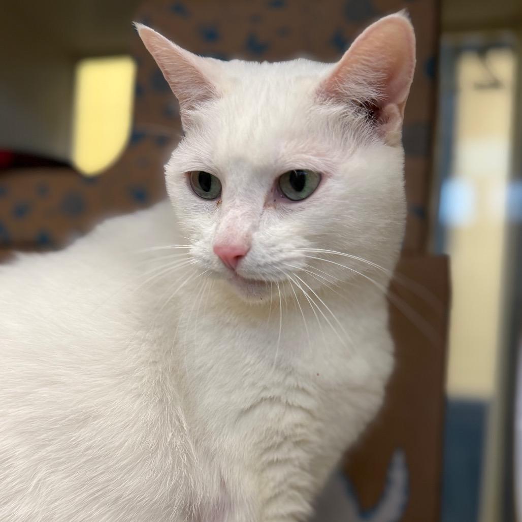 Enlarge Snowflake, a Adoptable Domestic Short Hair in West Olive, MI image 5/6