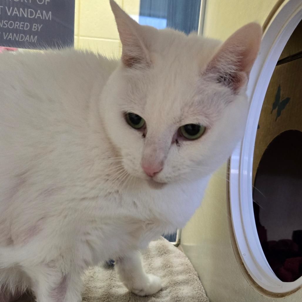 Enlarge Snowflake, a Adoptable Domestic Short Hair in West Olive, MI image 6/6