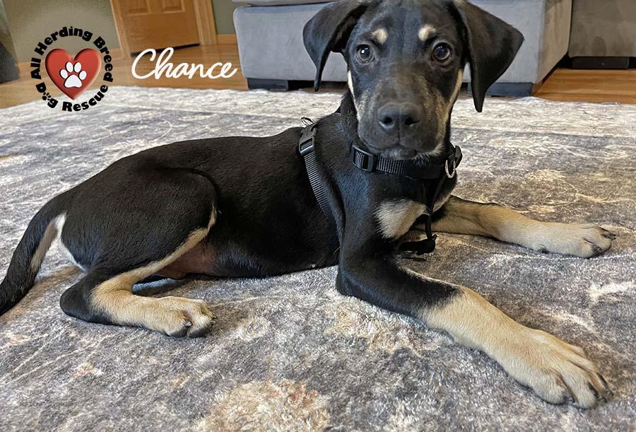 Chance, Young Male unknown