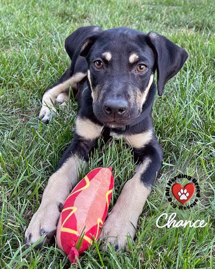 Chance photo 2