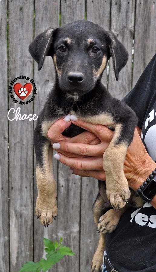 Chase, Young Male unknown