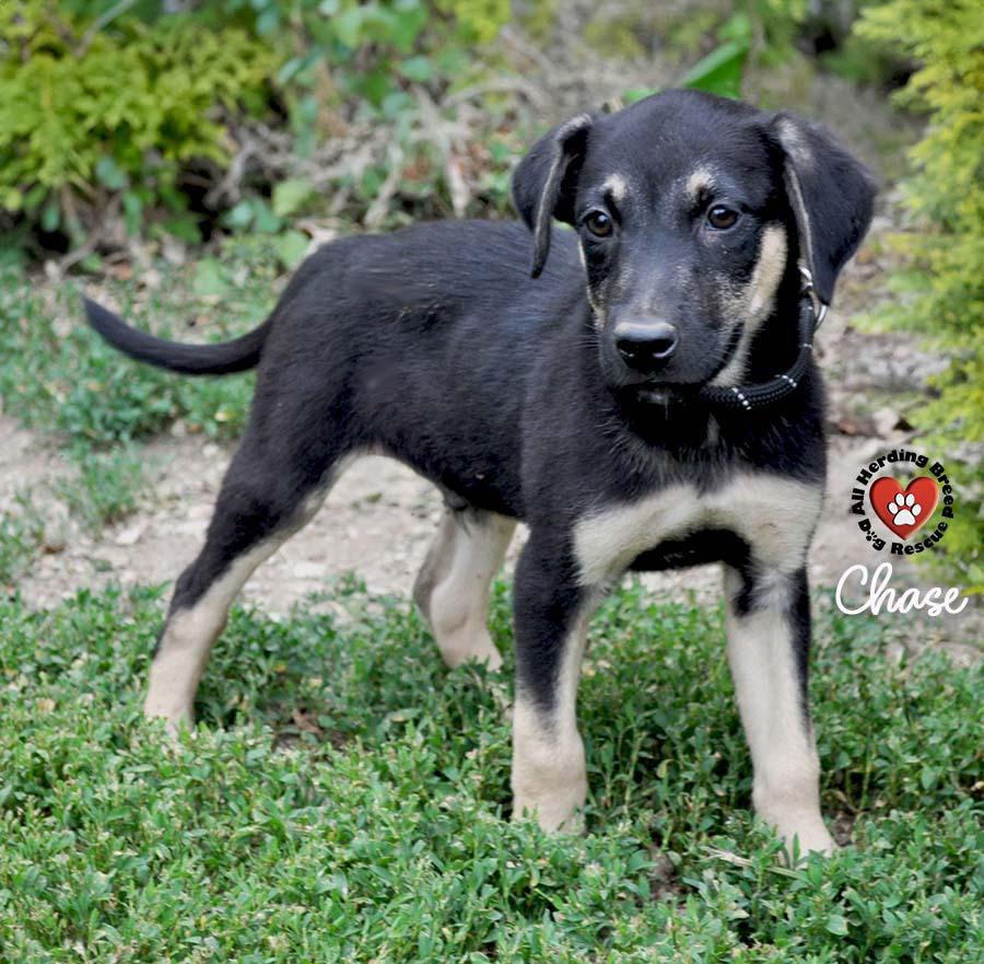 Chase photo 4