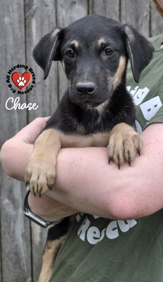 Chase thumbnail 2