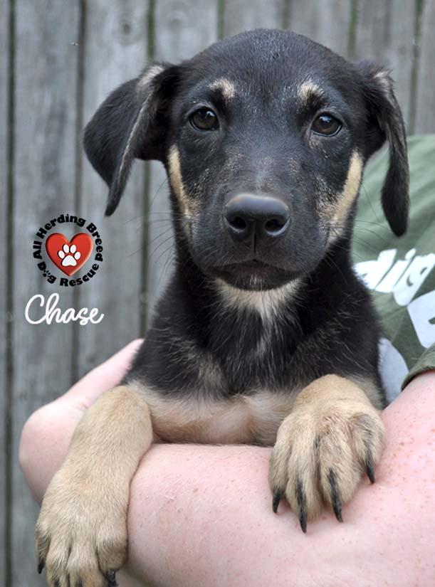 Chase photo 3