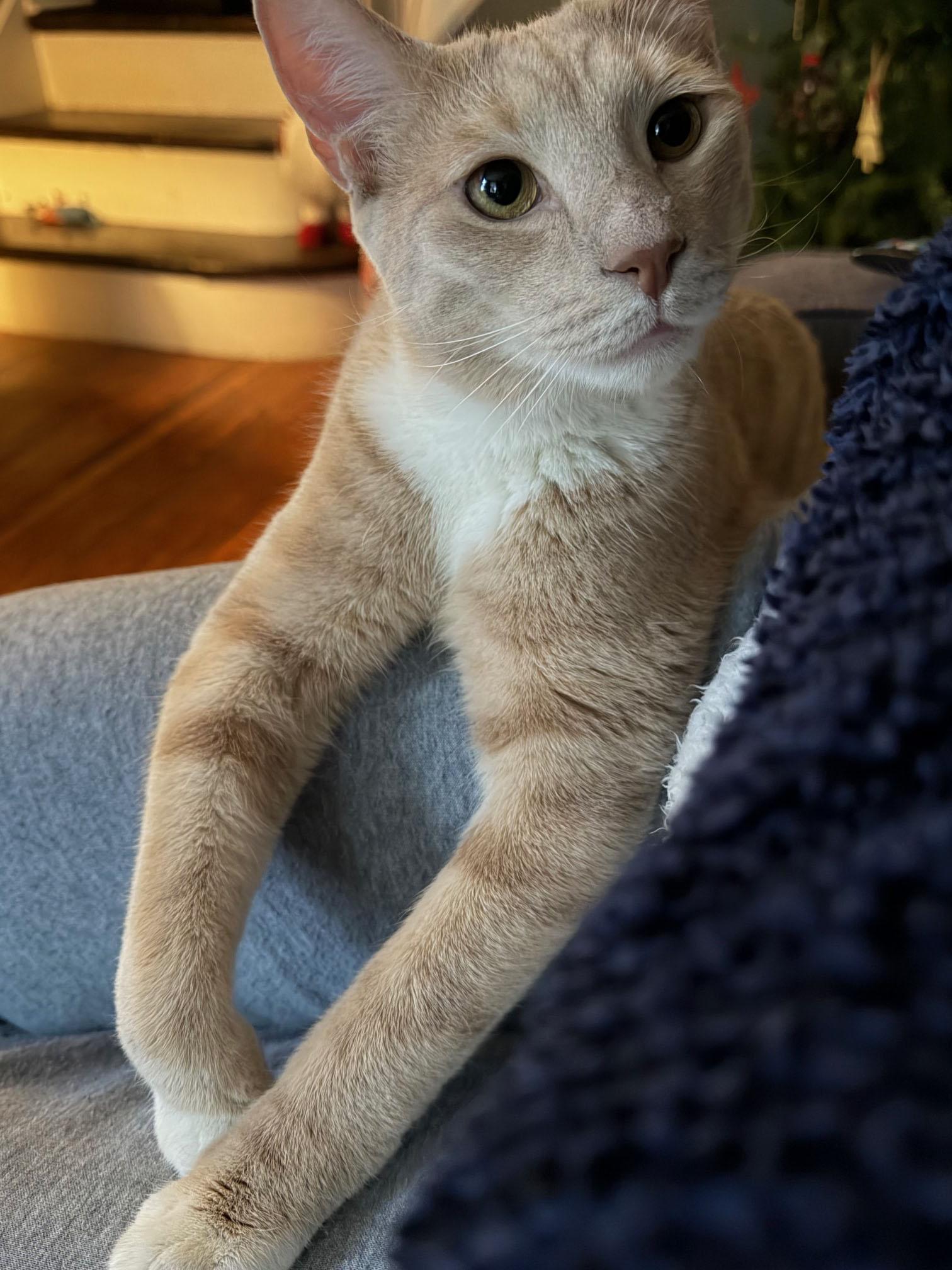 Enlarge Asher, a ADOPTABLE mixed breed in Harrisburg, PA image 6/6