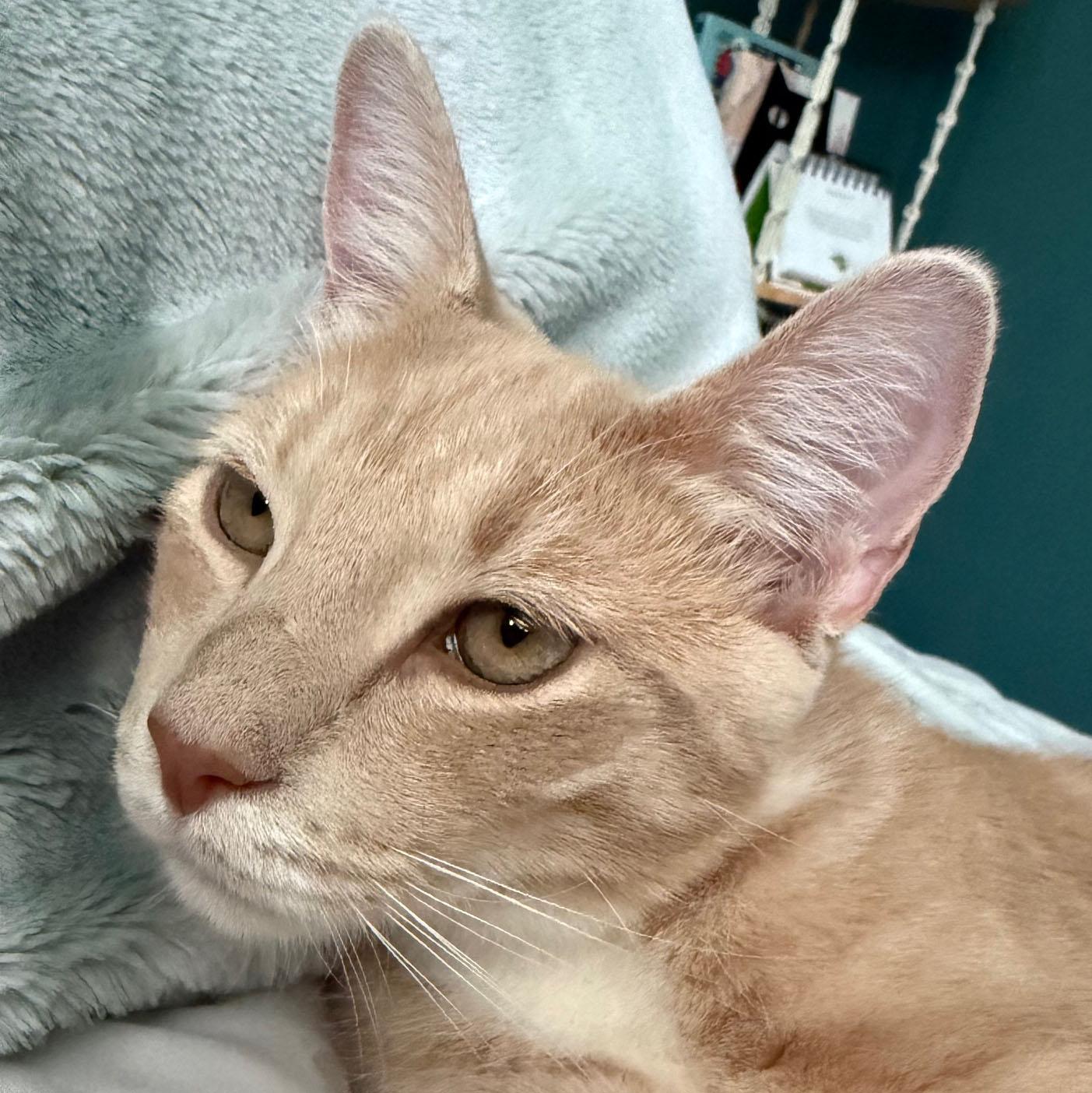 Enlarge Asher, a ADOPTABLE mixed breed in Harrisburg, PA image 1/6