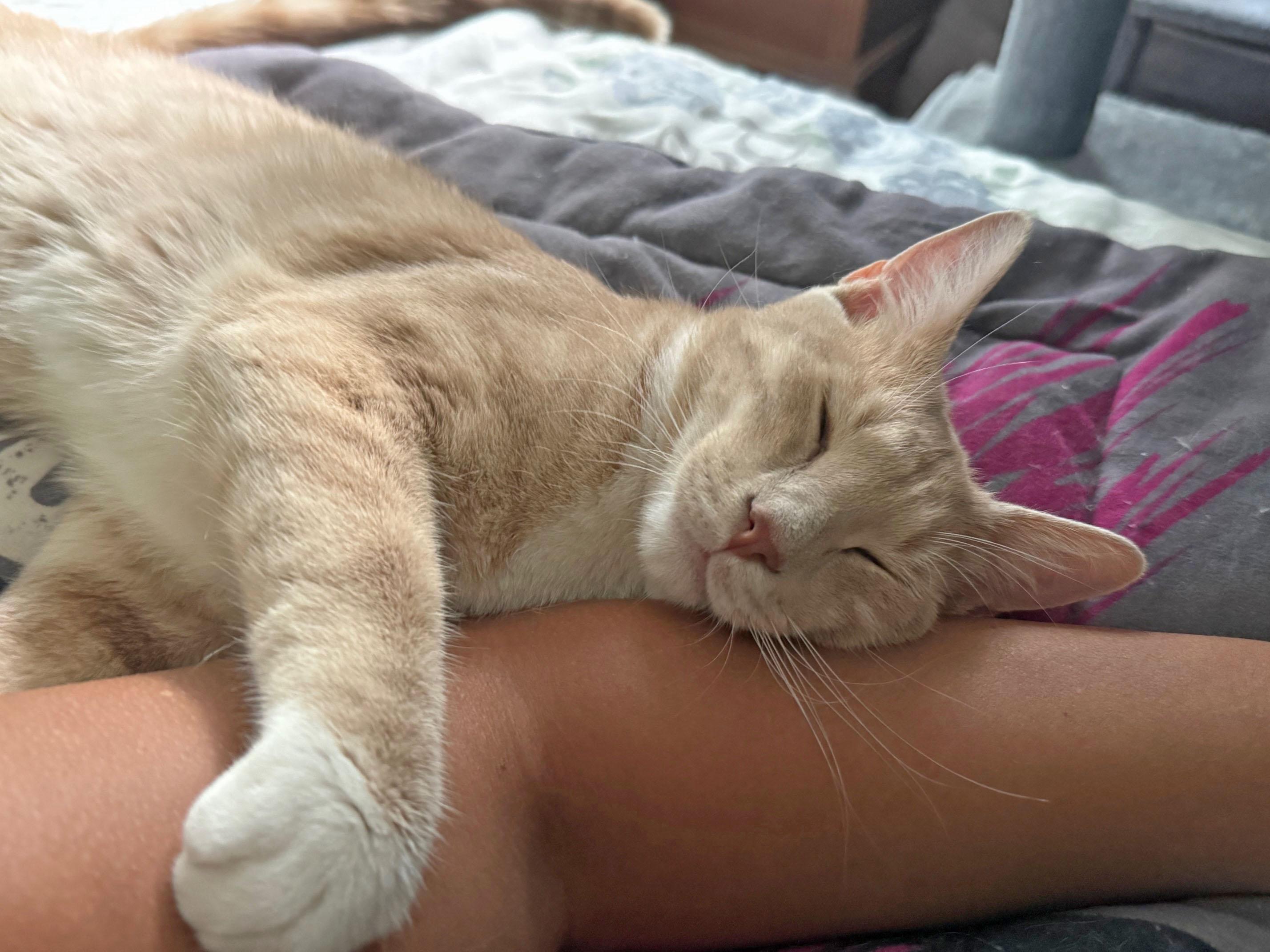 Enlarge Asher, a ADOPTABLE mixed breed in Harrisburg, PA image 5/6