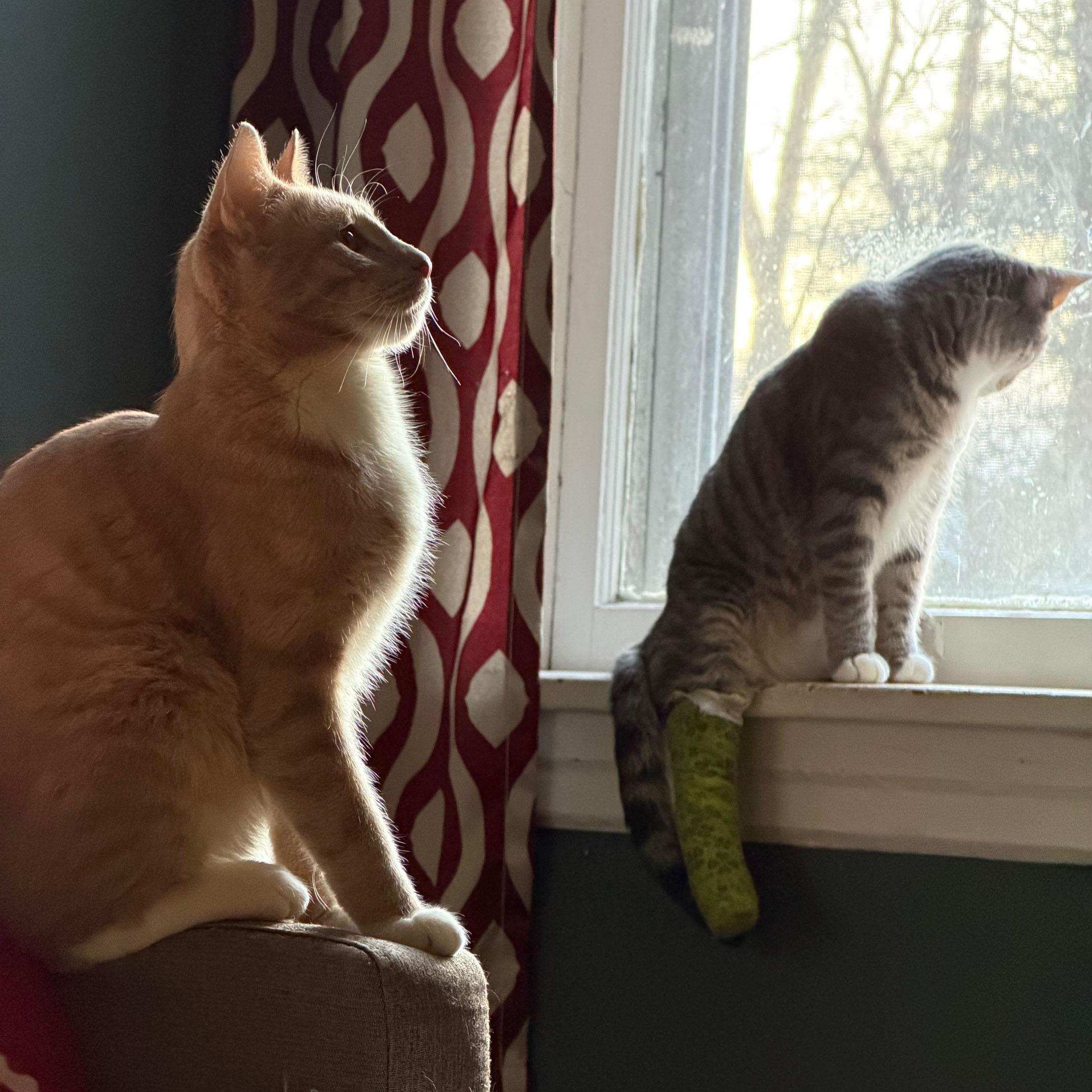 Enlarge Asher, a ADOPTABLE mixed breed in Harrisburg, PA image 4/6