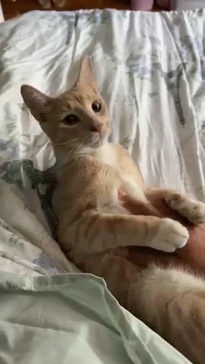 Enlarge Asher, a ADOPTABLE mixed breed in Harrisburg, PA video 3/6