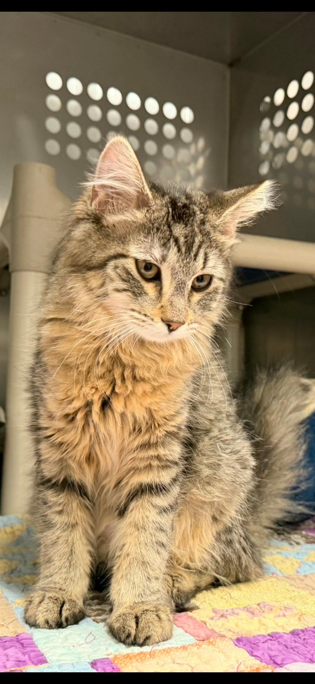 Annie, adopted, Kitten Female Maine Coon.