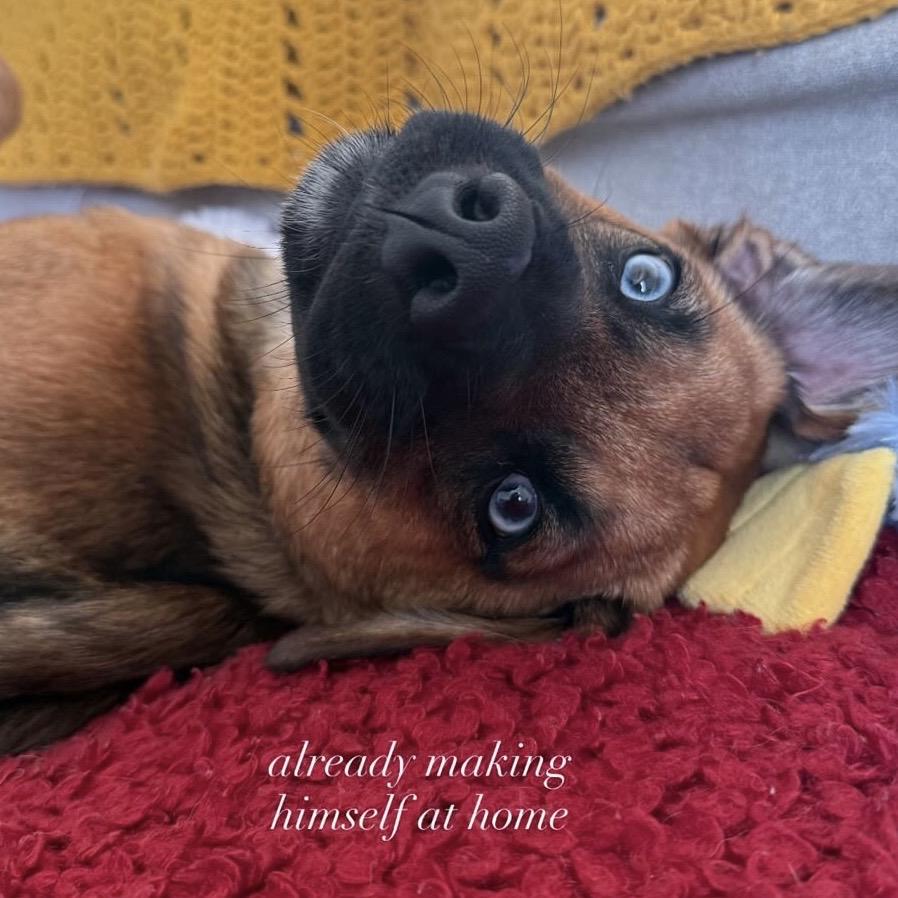 Enlarge River, a ADOPTABLE mixed breed in Huntington Beach, CA image 3/4