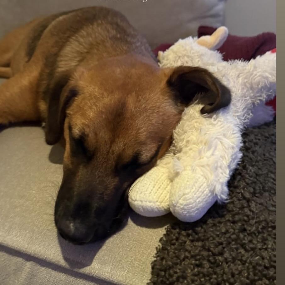 Enlarge River, a ADOPTABLE mixed breed in Huntington Beach, CA image 2/4