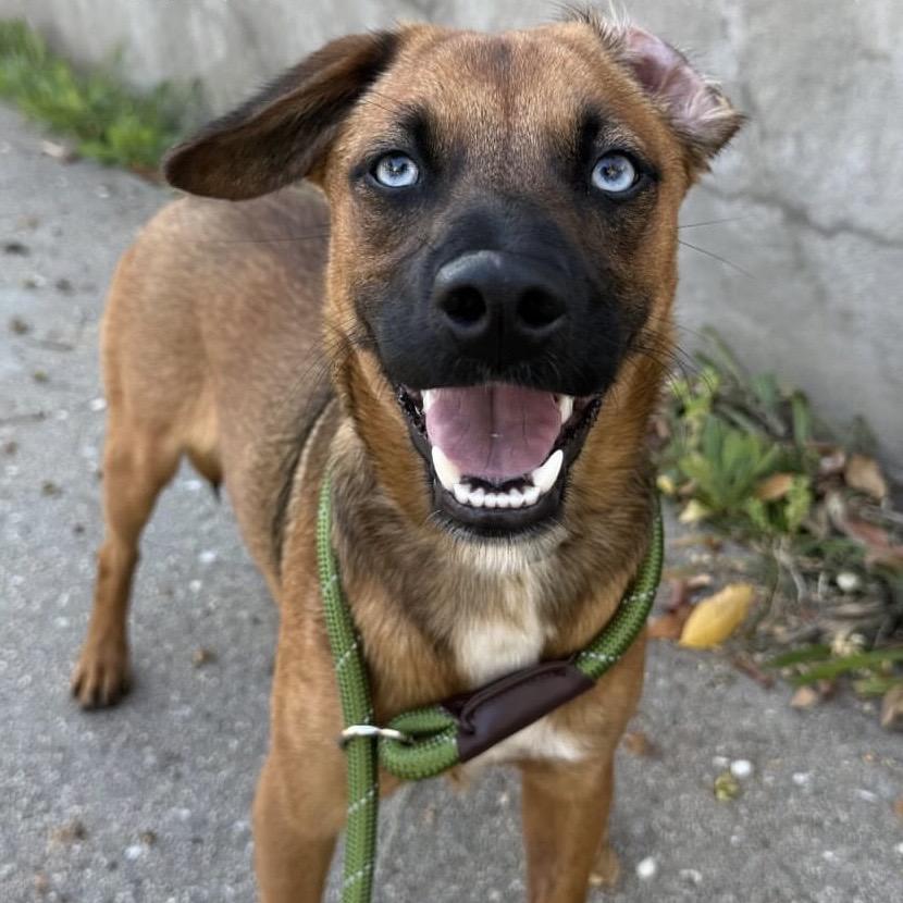 Enlarge River, a ADOPTABLE mixed breed in Huntington Beach, CA image 4/4