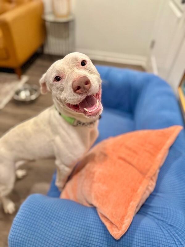 Leroy lap lovin brown — thumbnail 2