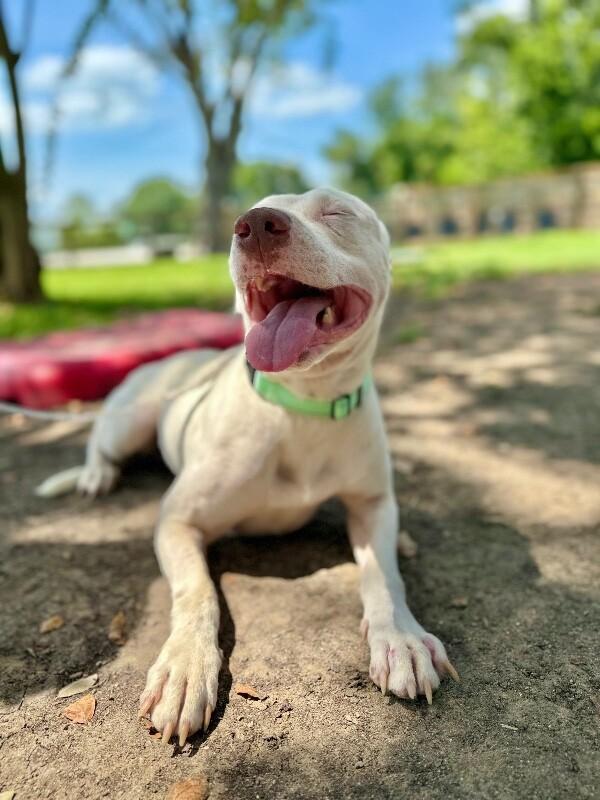 Leroy lap lovin brown — thumbnail 3