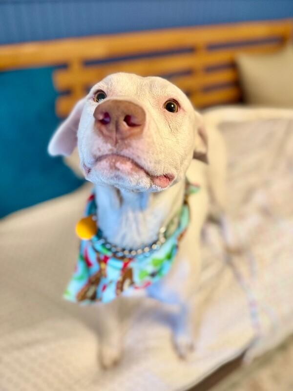 Leroy lap lovin brown — thumbnail 5