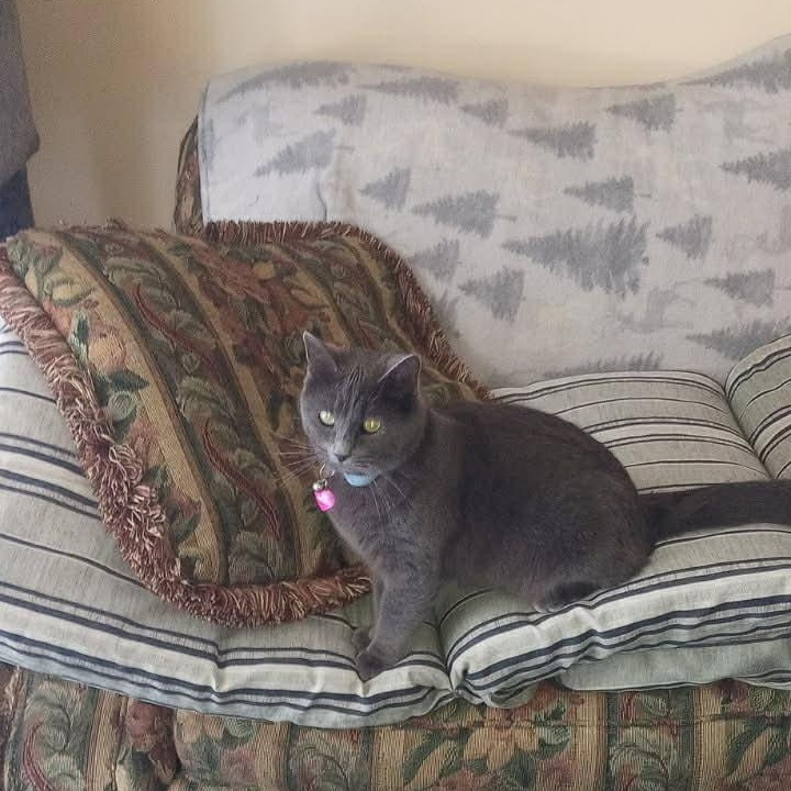 Bobo, adopted, Adult Female Domestic Short Hair.