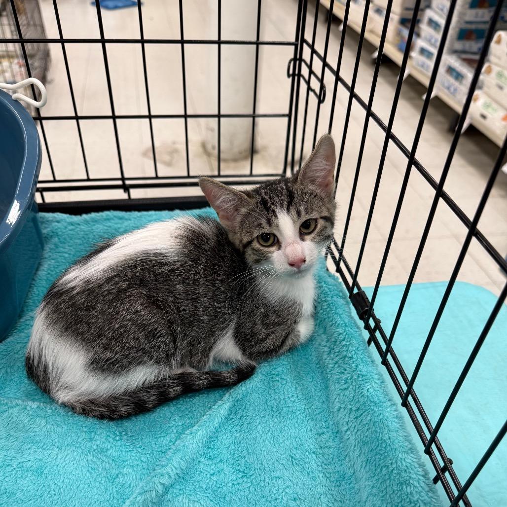 Enlarge Shania Twain, a Adoptable Domestic Short Hair in Asher, OK image 1/1
