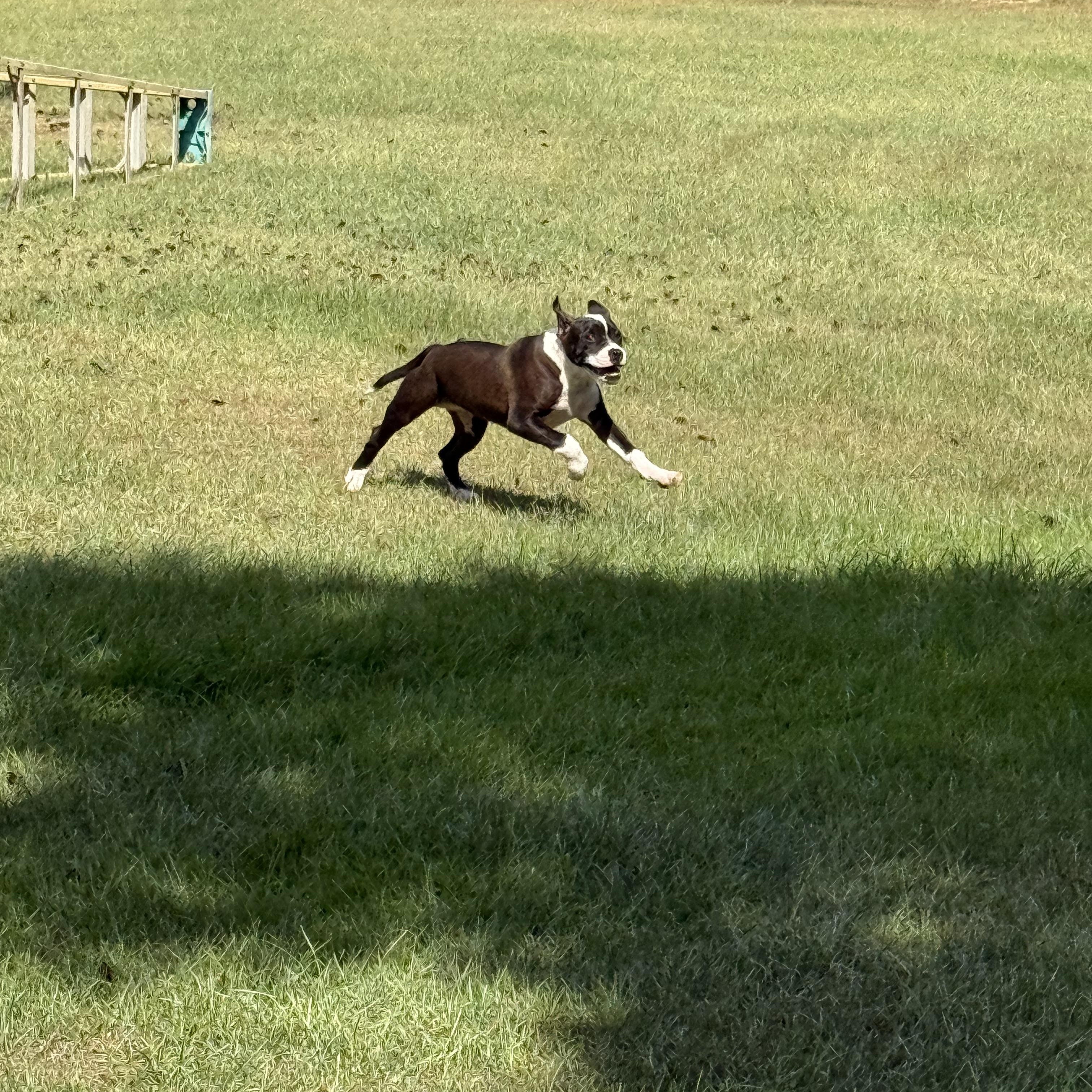 Enlarge Panda, a Adoptable mixed breed in Mount Hermon, LA image 3/6