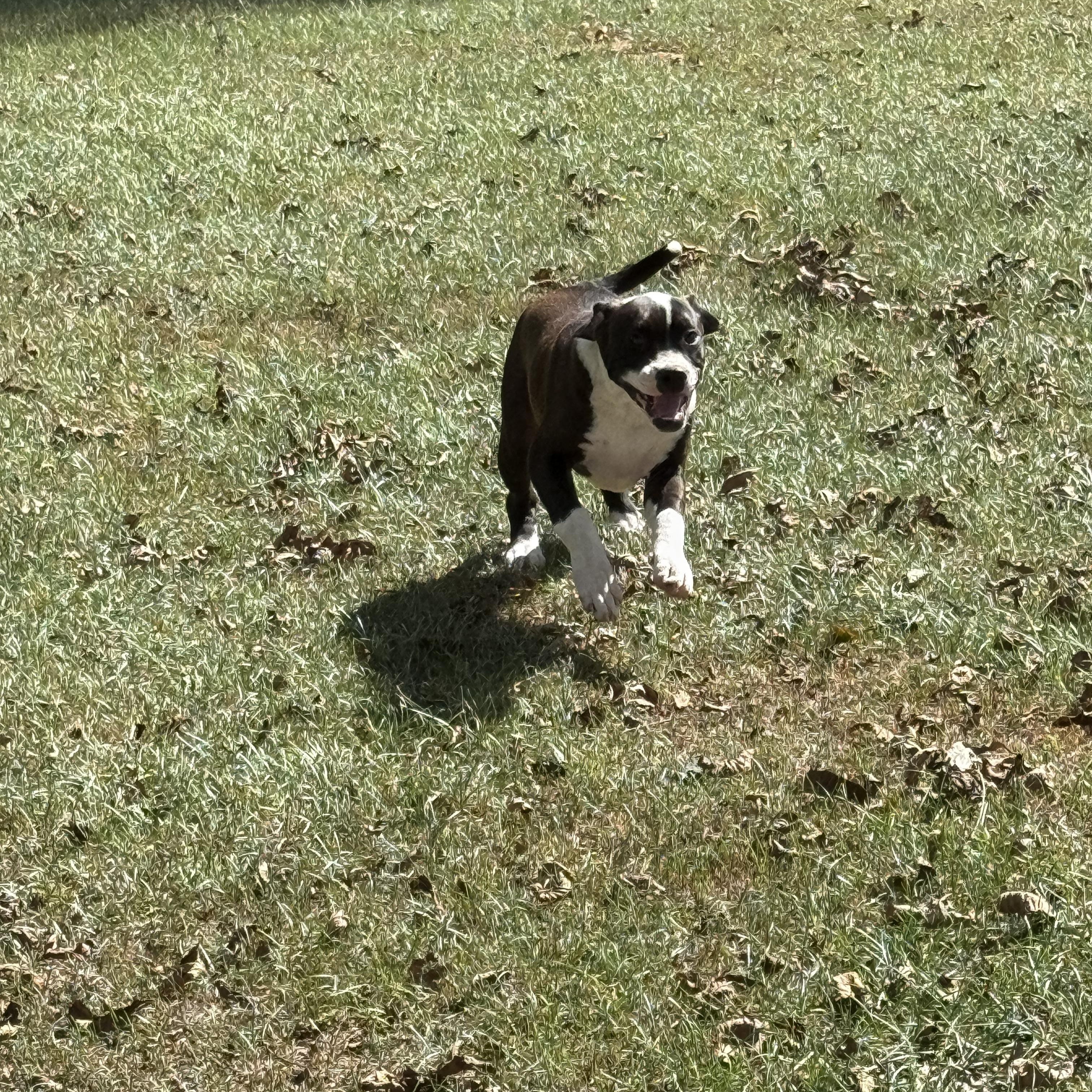 Enlarge Panda, a Adoptable mixed breed in Mount Hermon, LA image 5/6