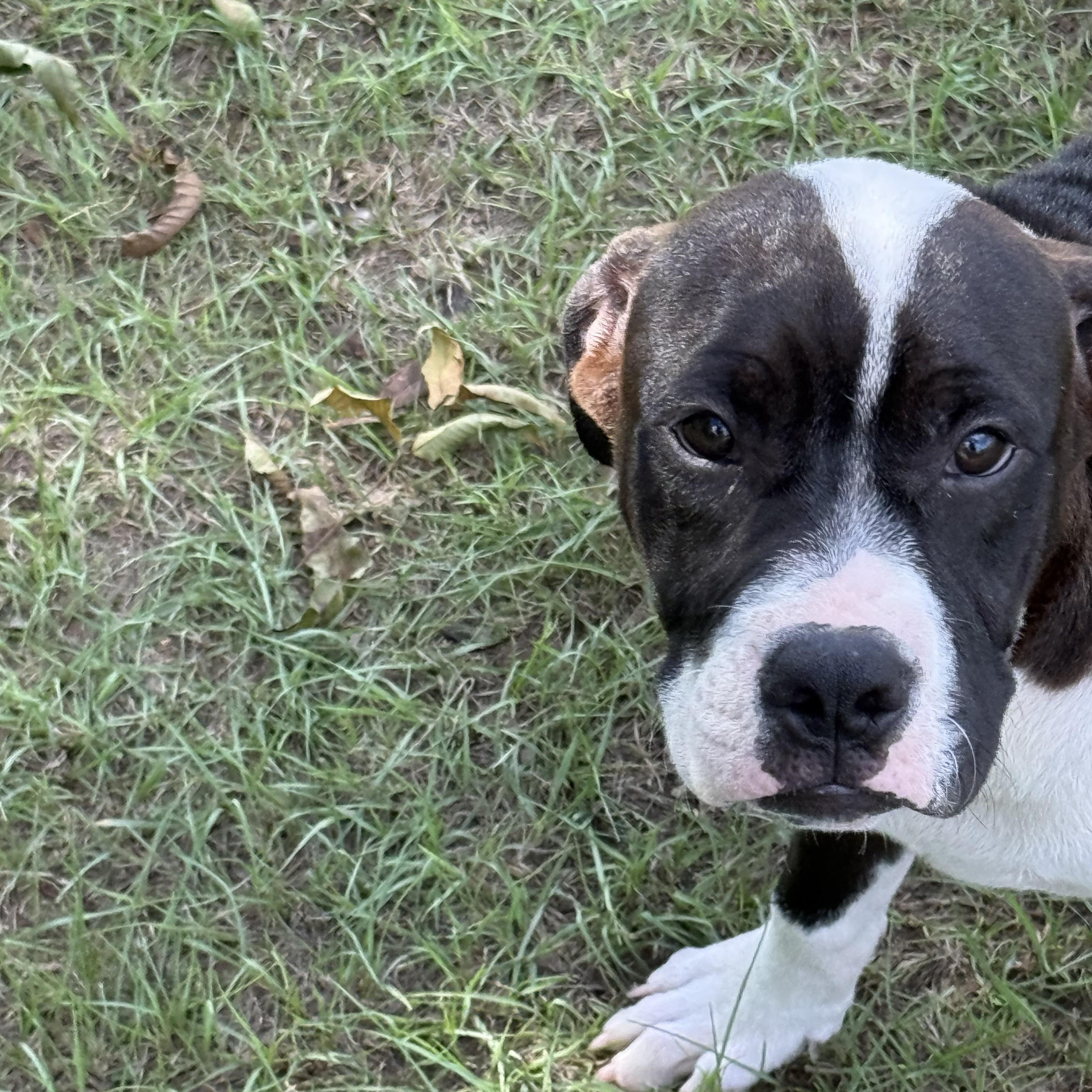 Enlarge Panda, a Adoptable mixed breed in Mount Hermon, LA image 6/6