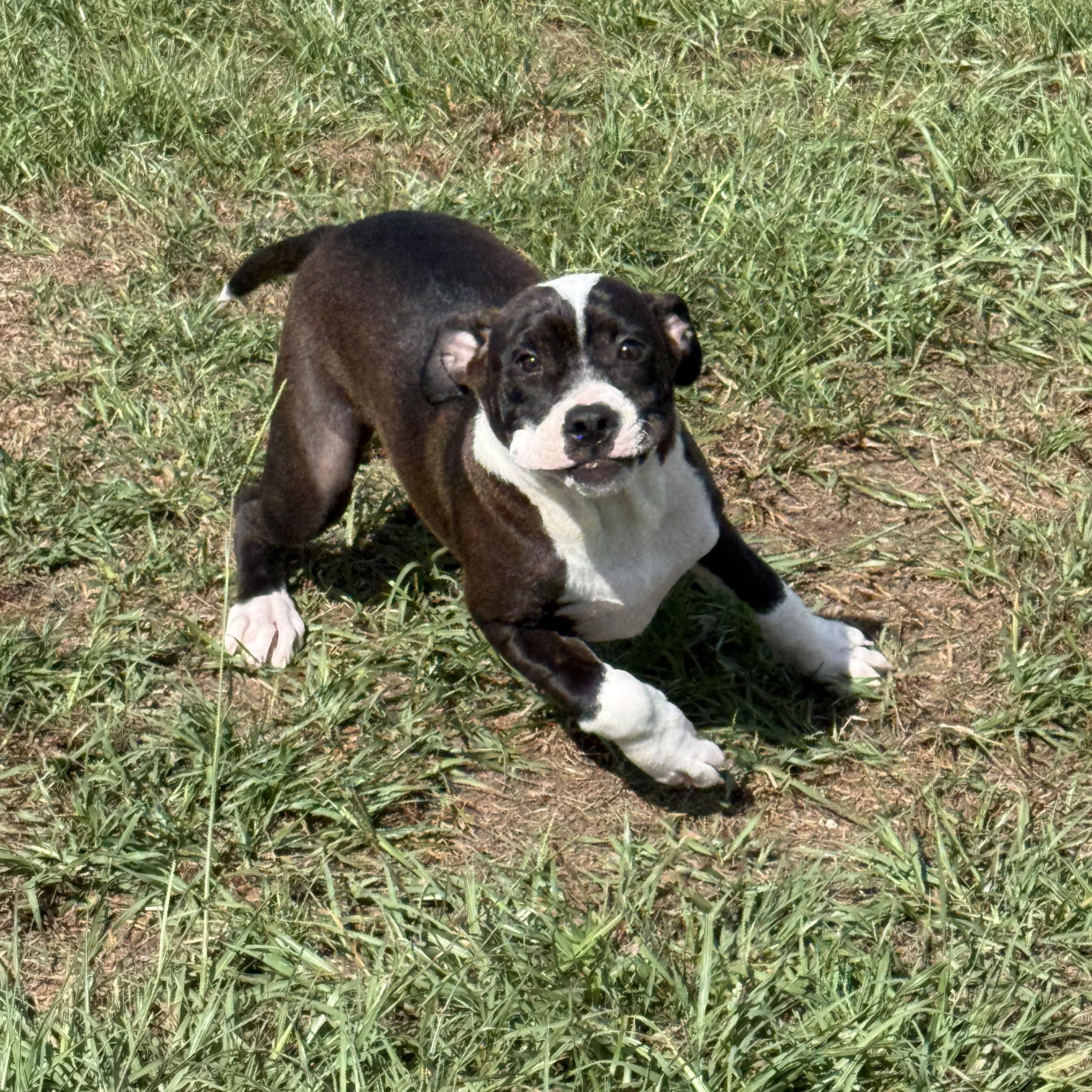 Enlarge Panda, a Adoptable mixed breed in Mount Hermon, LA image 1/6