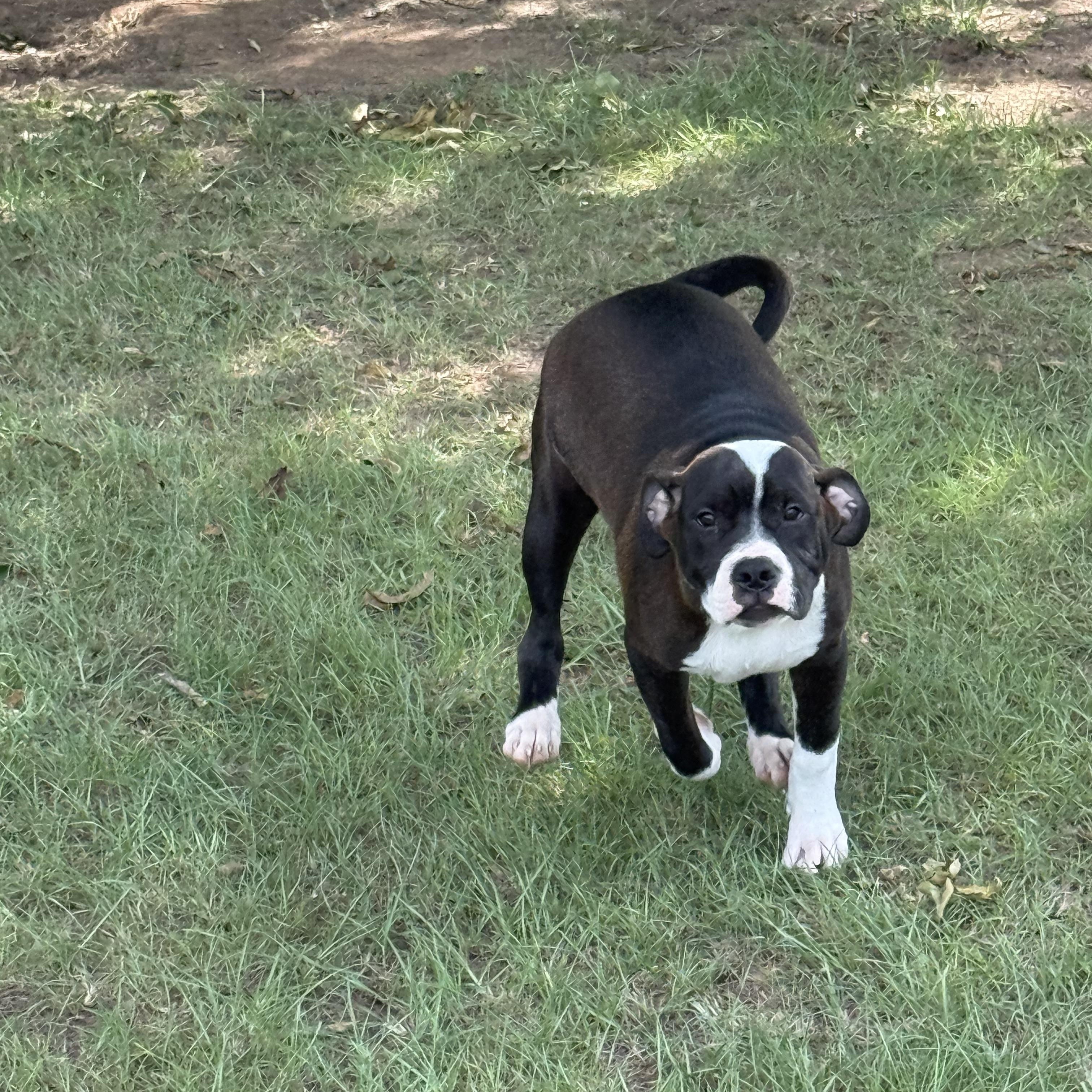Enlarge Panda, a Adoptable mixed breed in Mount Hermon, LA image 2/6