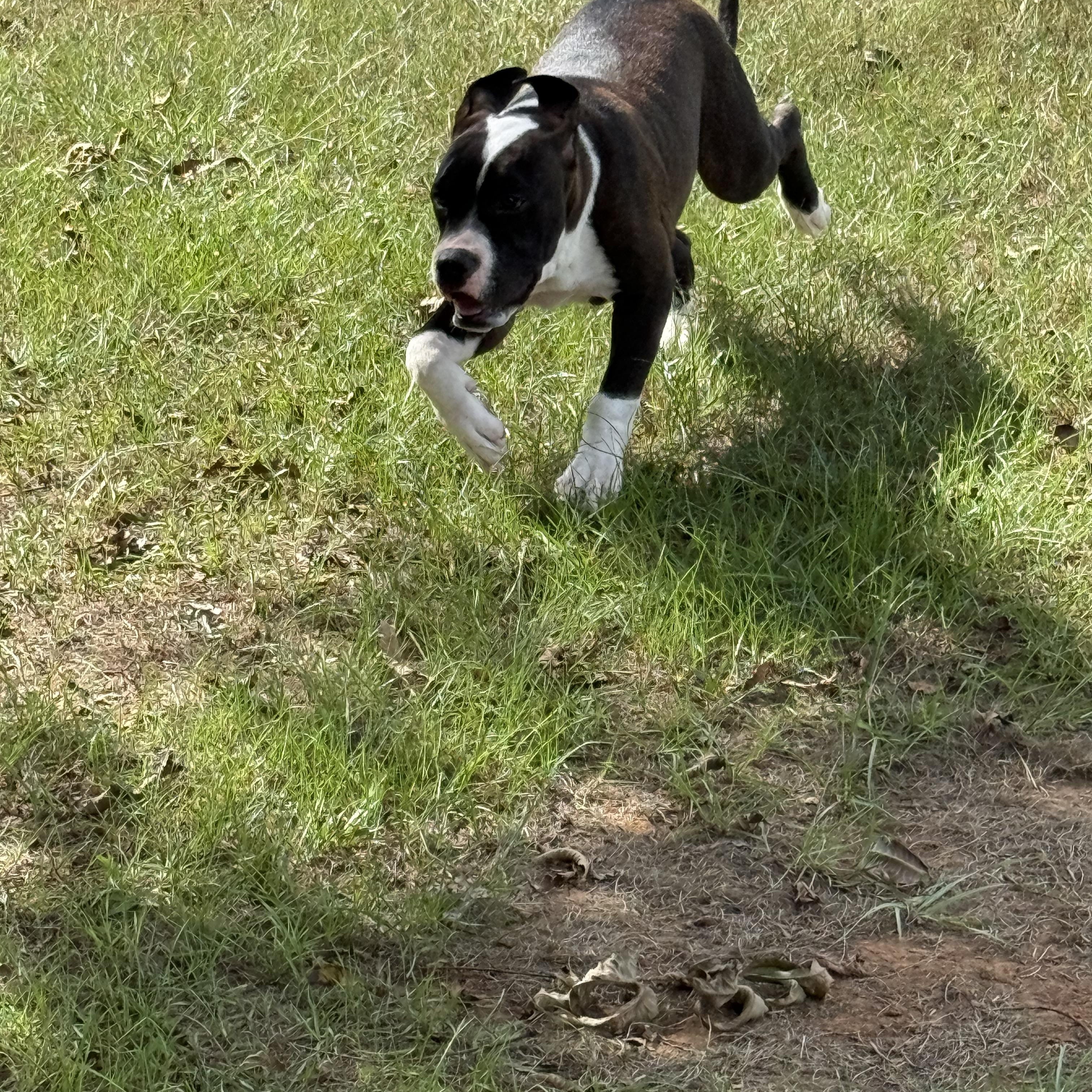 Enlarge Panda, a Adoptable mixed breed in Mount Hermon, LA image 4/6